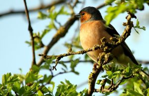 ÁRVORES E PÁSSAROS – Fabiana Vieira